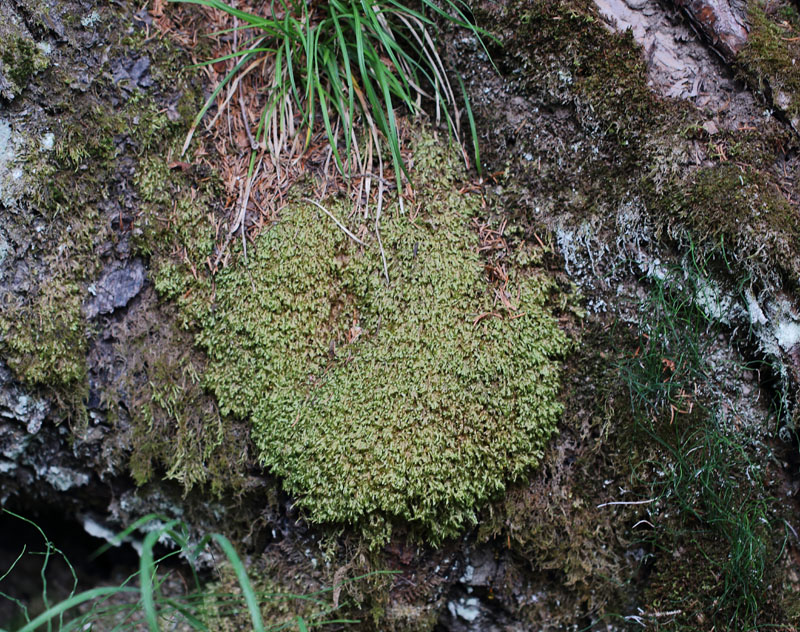 Homalia trichomanoides